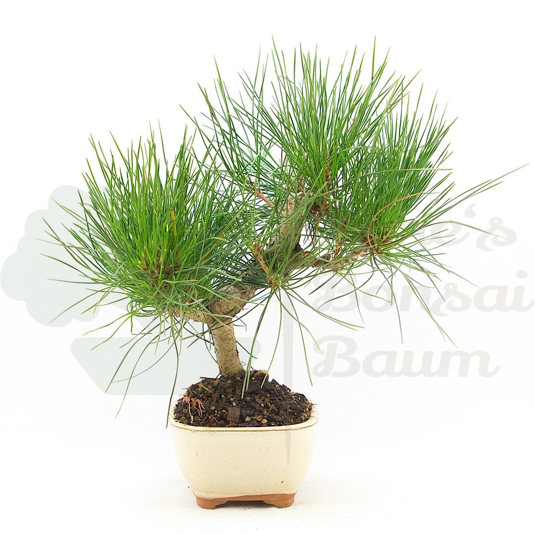 Japanische Schwarzkiefer 'Pinus thunbergii'