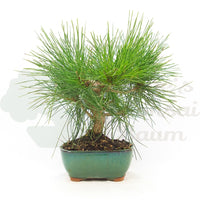Japanische Schwarzkiefer 'Pinus thunbergii'