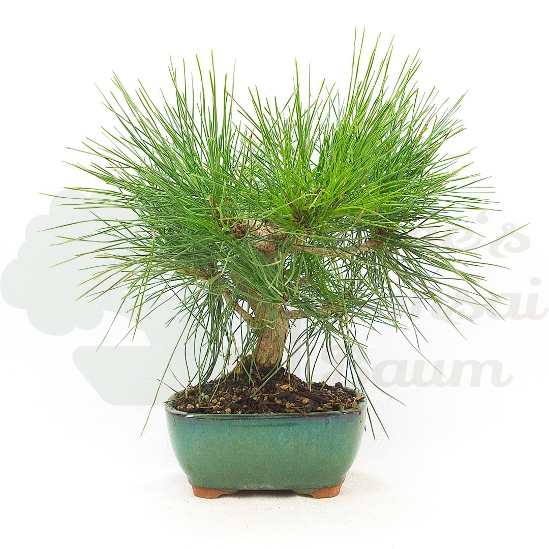 Japanische Schwarzkiefer 'Pinus thunbergii'
