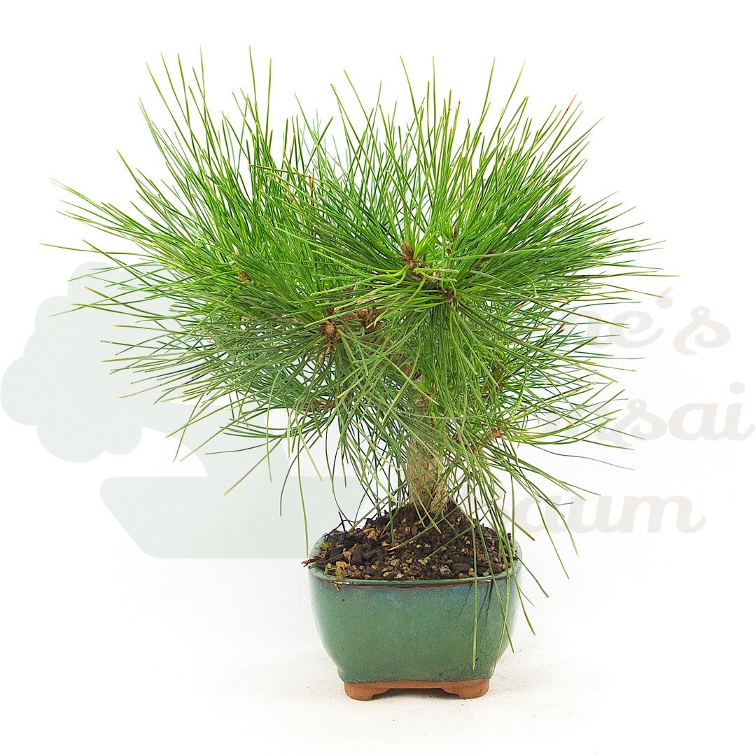 Japanische Schwarzkiefer 'Pinus thunbergii'