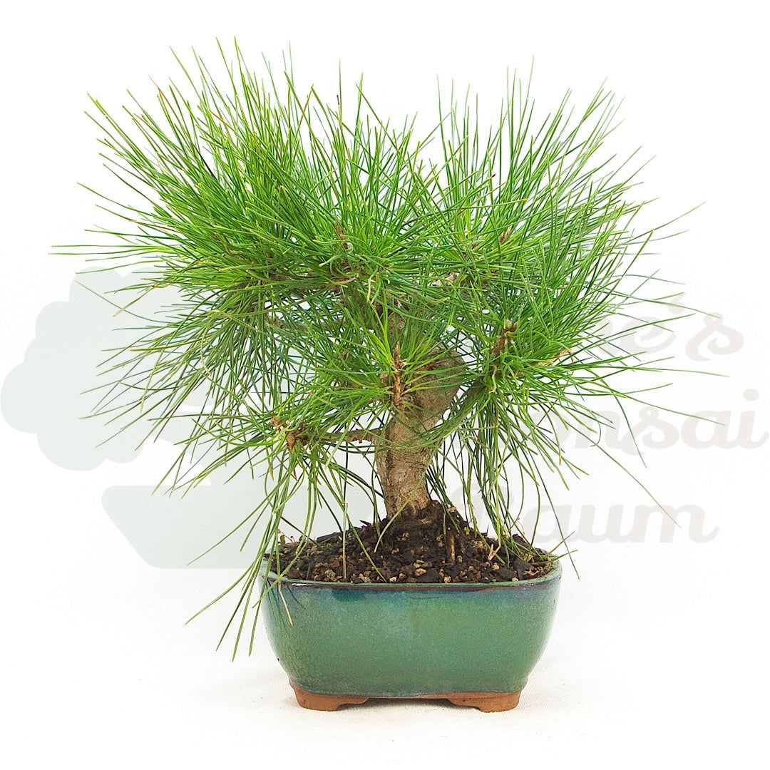 Japanische Schwarzkiefer 'Pinus thunbergii'