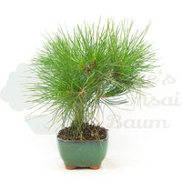 Japanische Schwarzkiefer 'Pinus thunbergii'