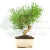 Japanische Schwarzkiefer 'Pinus thunbergii'