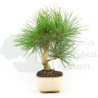 Japanische Schwarzkiefer 'Pinus thunbergii'