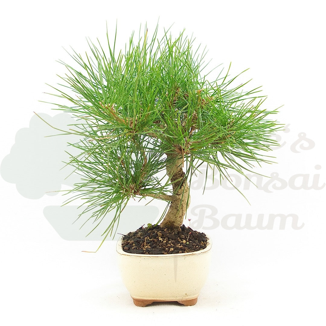 Japanische Schwarzkiefer 'Pinus thunbergii'