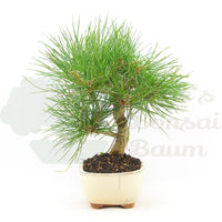 Japanische Schwarzkiefer 'Pinus thunbergii'