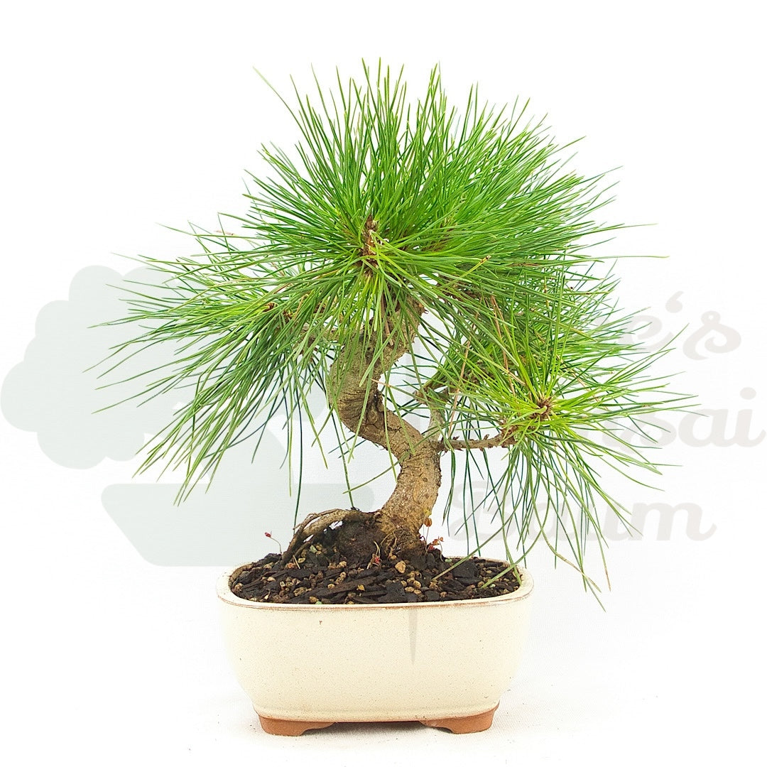 Japanische Schwarzkiefer 'Pinus thunbergii'