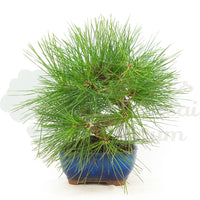Japanische Schwarzkiefer 'Pinus thunbergii'