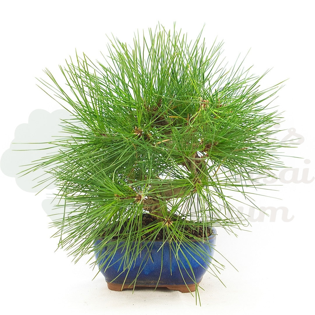 Japanische Schwarzkiefer 'Pinus thunbergii'