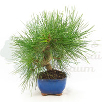 Japanische Schwarzkiefer 'Pinus thunbergii'