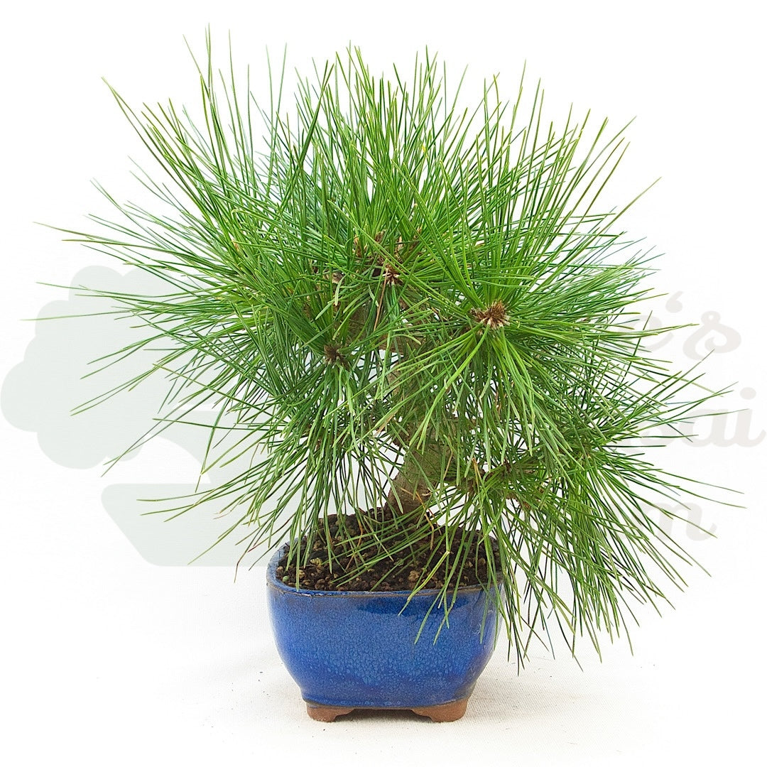 Japanische Schwarzkiefer 'Pinus thunbergii'