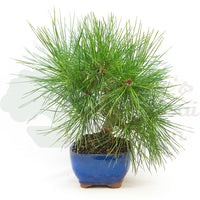 Japanische Schwarzkiefer 'Pinus thunbergii'