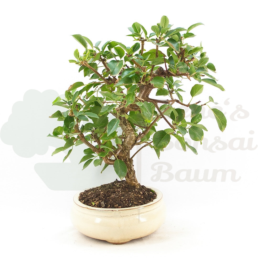 Steinweichsel 'Prunus mahaleb'