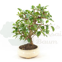 Steinweichsel 'Prunus mahaleb'