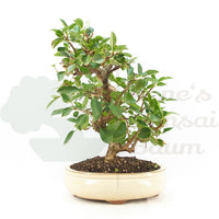 Steinweichsel 'Prunus mahaleb'