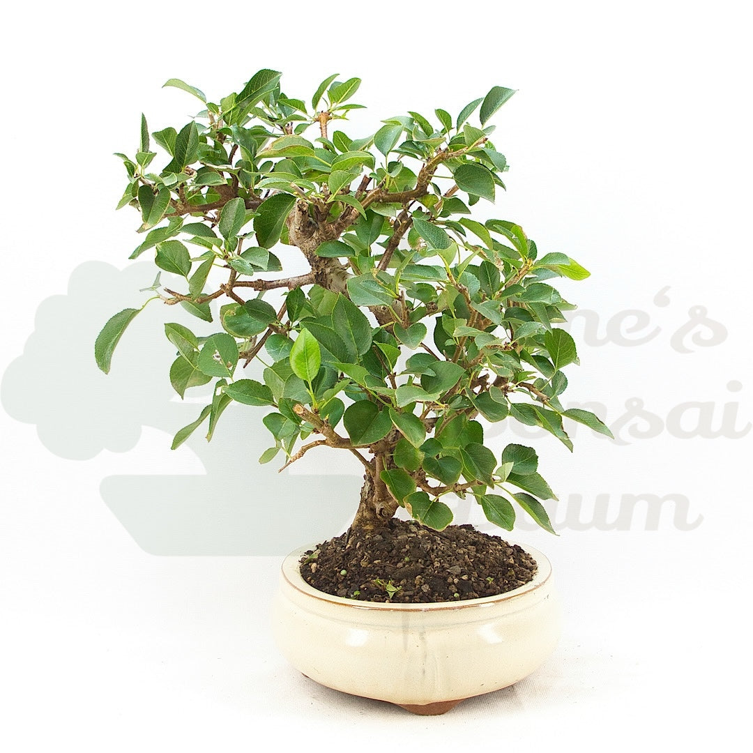 Steinweichsel 'Prunus mahaleb'