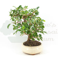Steinweichsel 'Prunus mahaleb'