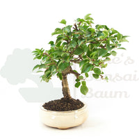 Steinweichsel 'Prunus mahaleb'