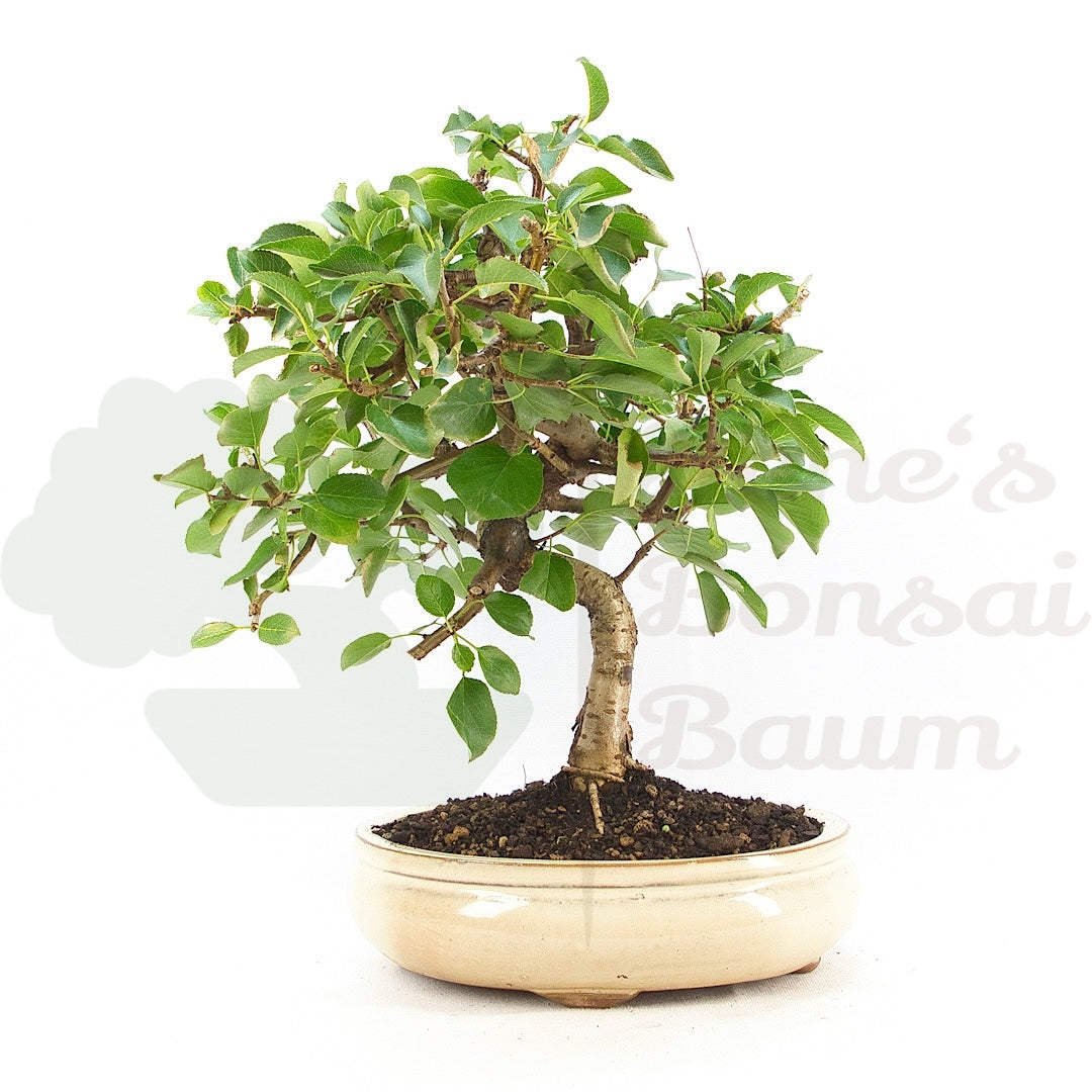 Steinweichsel 'Prunus mahaleb'