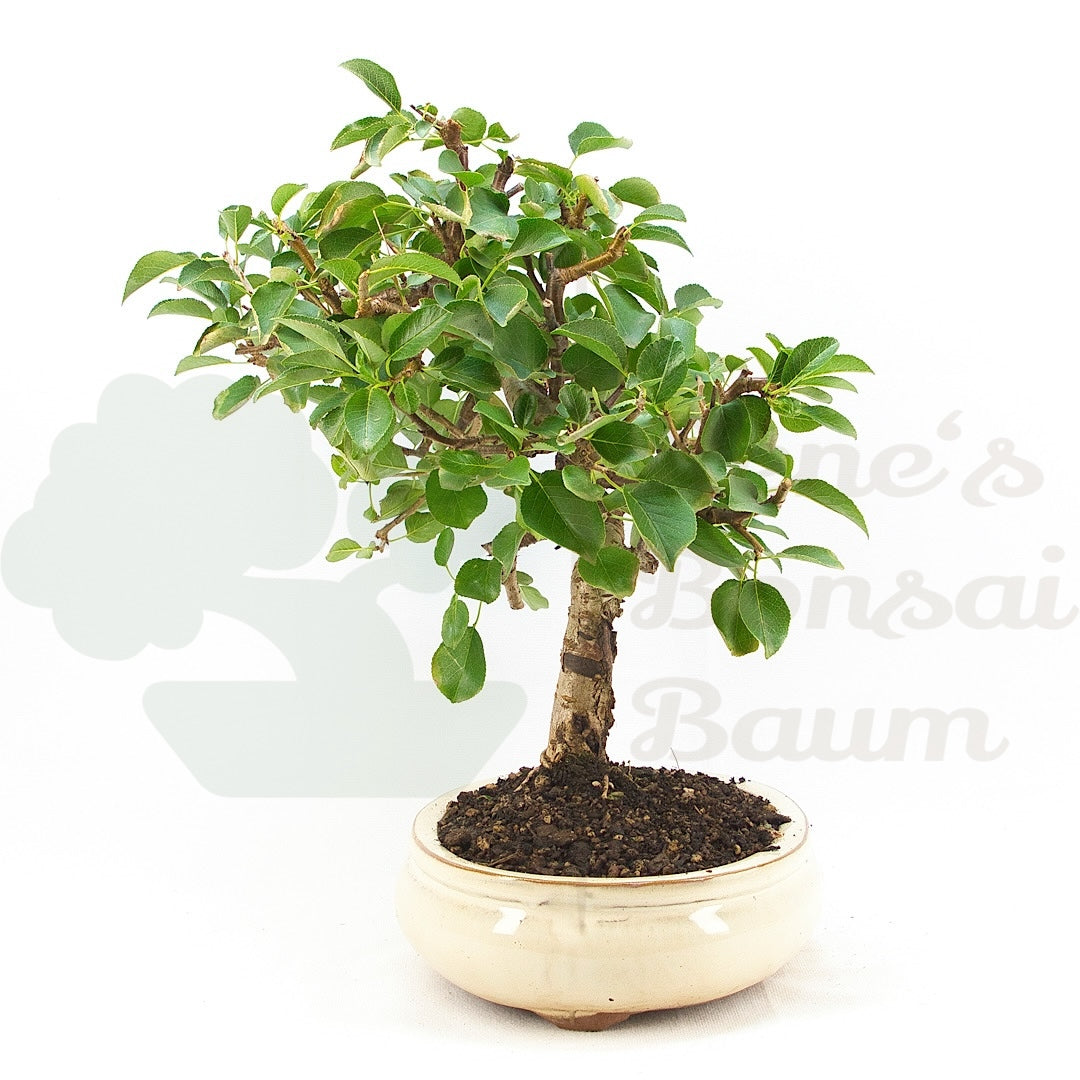Steinweichsel 'Prunus mahaleb'