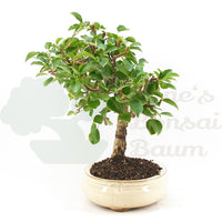 Steinweichsel 'Prunus mahaleb'
