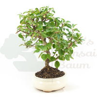 Steinweichsel 'Prunus mahaleb'
