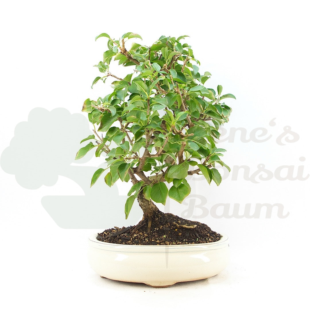 Steinweichsel 'Prunus mahaleb'