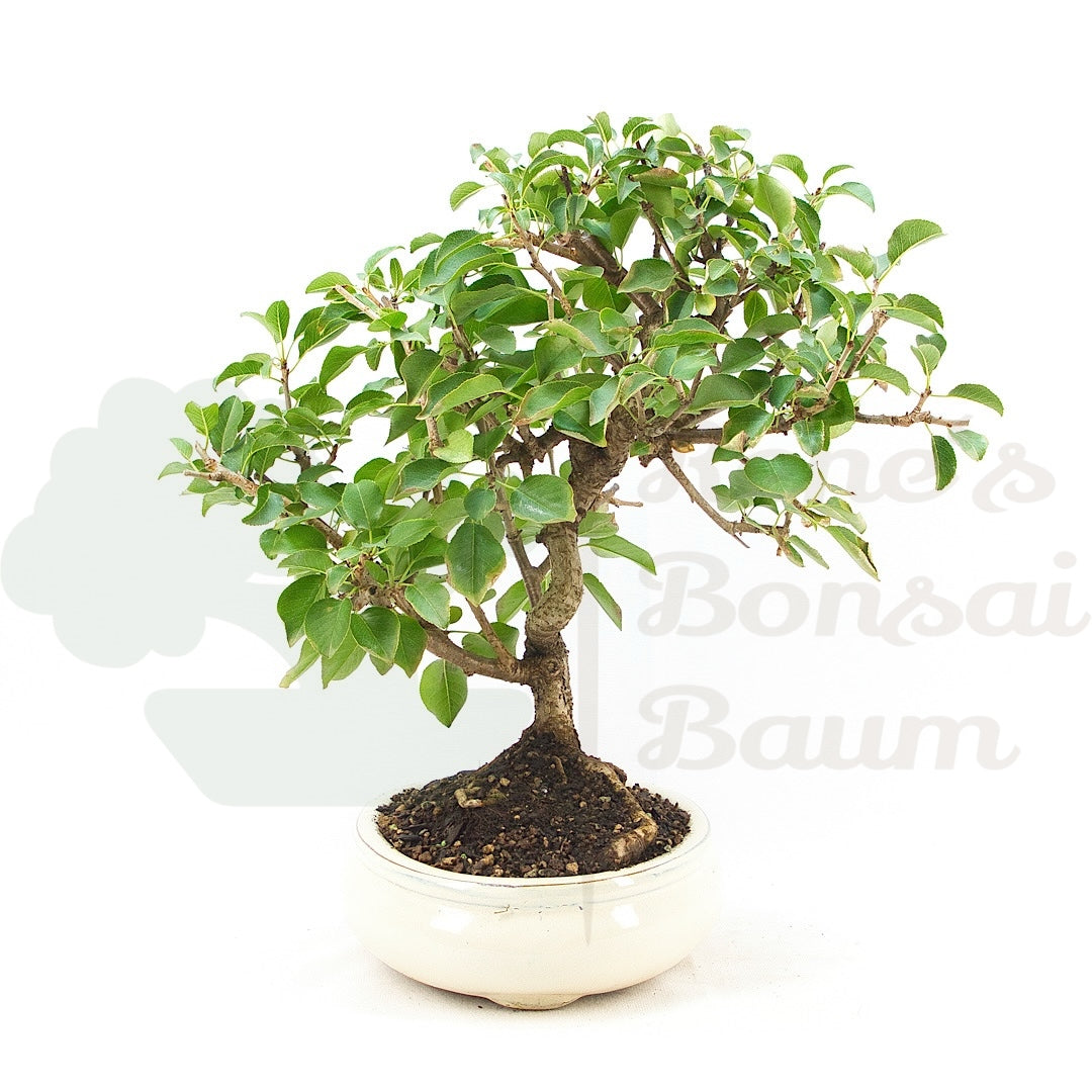 Steinweichsel 'Prunus mahaleb'