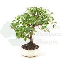 Steinweichsel 'Prunus mahaleb'