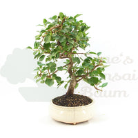 Steinweichsel 'Prunus mahaleb'