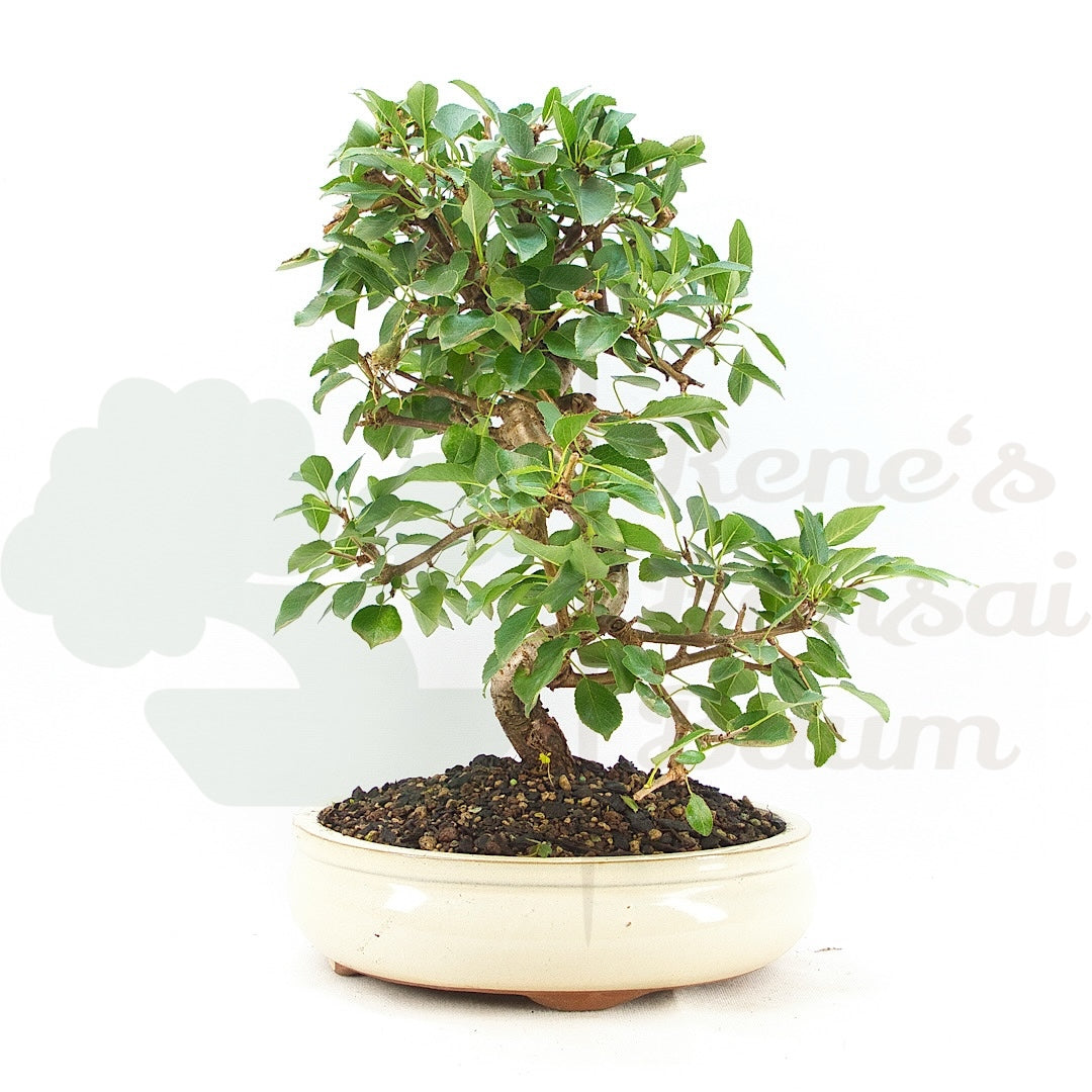 Steinweichsel 'Prunus mahaleb'