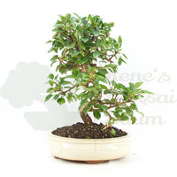 Steinweichsel 'Prunus mahaleb'