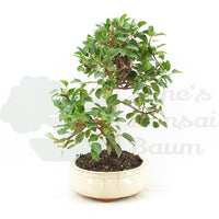 Steinweichsel 'Prunus mahaleb'
