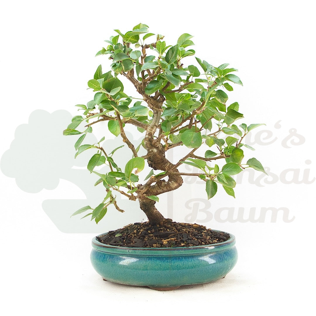 Steinweichsel 'Prunus mahaleb'