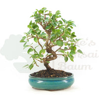 Steinweichsel 'Prunus mahaleb'