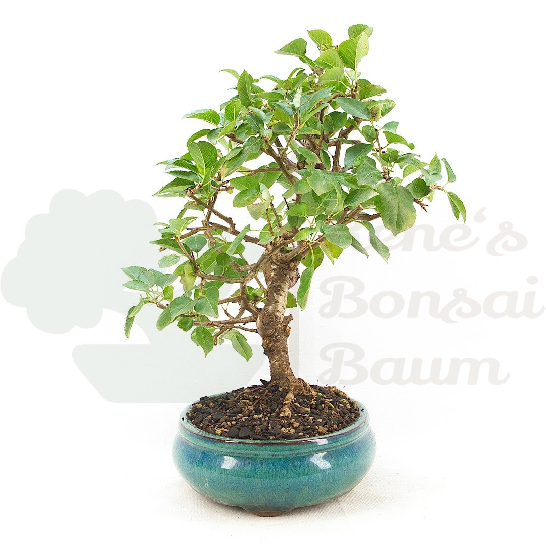 Steinweichsel 'Prunus mahaleb'