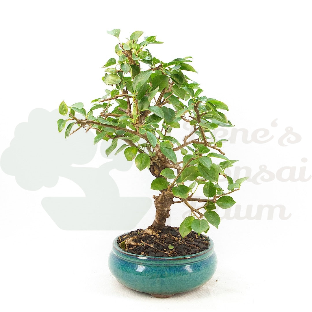 Steinweichsel 'Prunus mahaleb'
