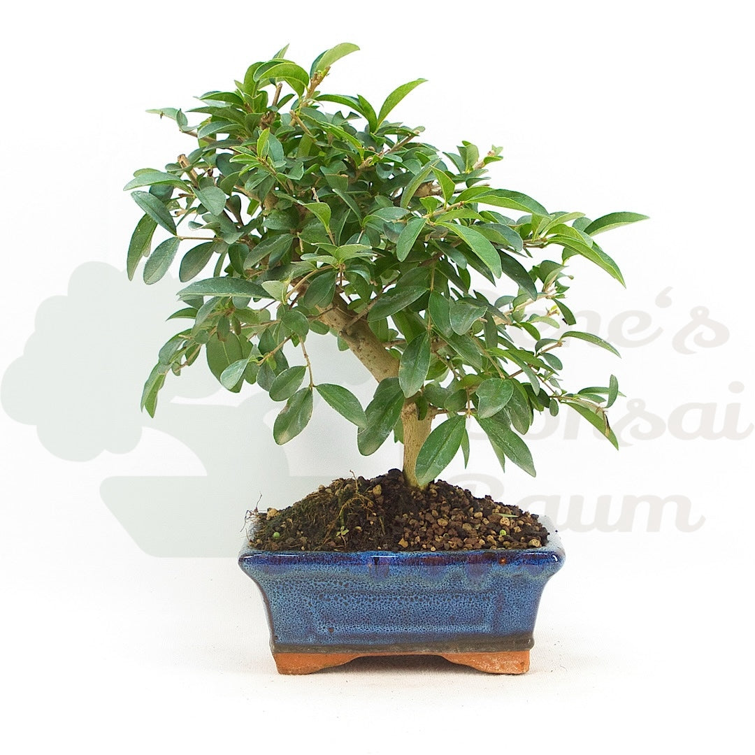 Gewöhnlichen Liguster ‚Ligustrum vulgare‘