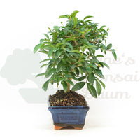 Gewöhnlichen Liguster ‚Ligustrum vulgare‘