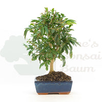Gewöhnlichen Liguster ‚Ligustrum vulgare‘