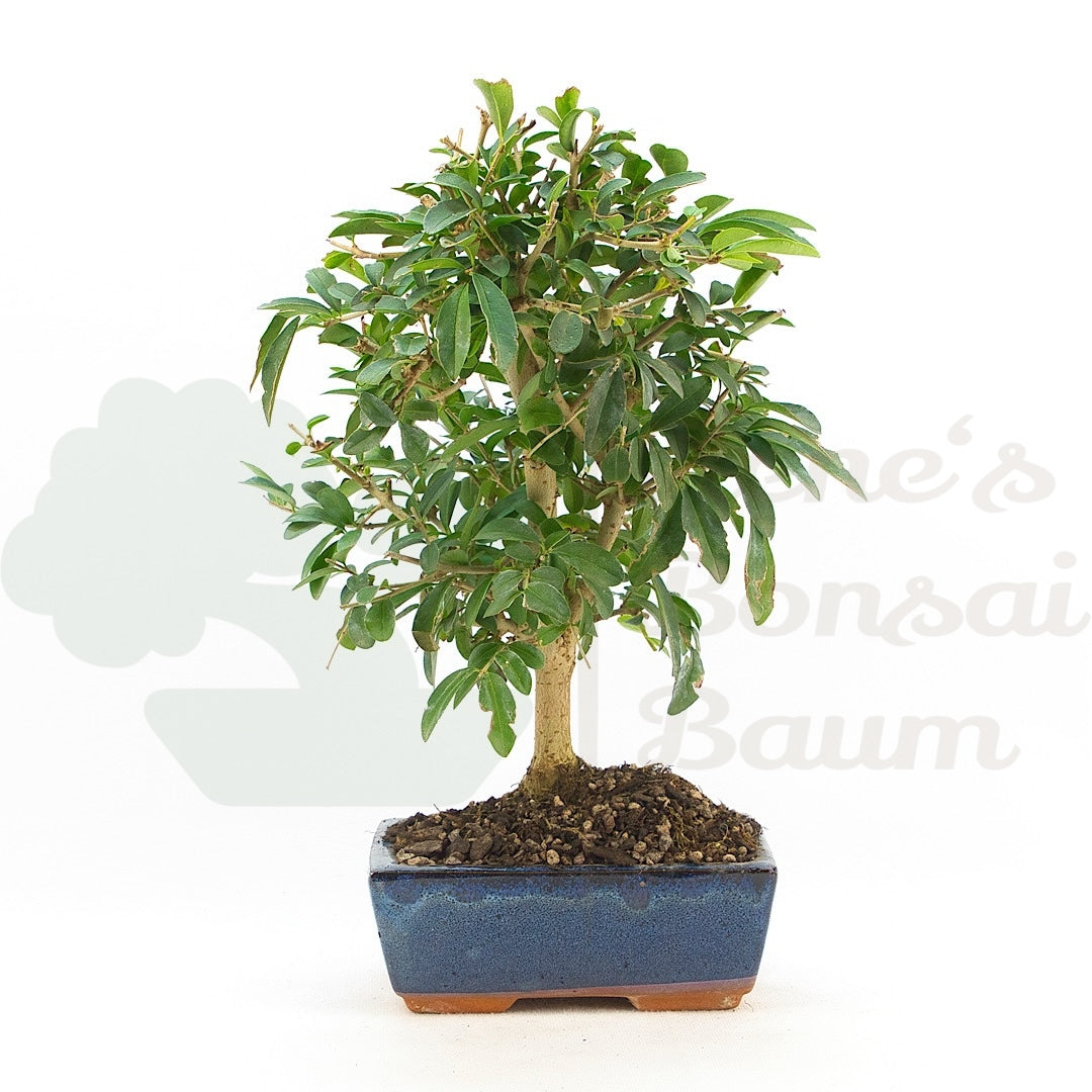 Gewöhnlichen Liguster ‚Ligustrum vulgare‘