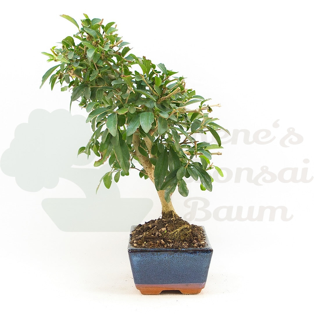 Gewöhnlichen Liguster ‚Ligustrum vulgare‘