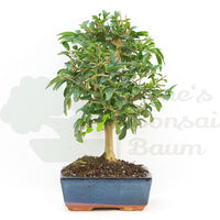 Gewöhnlichen Liguster ‚Ligustrum vulgare‘