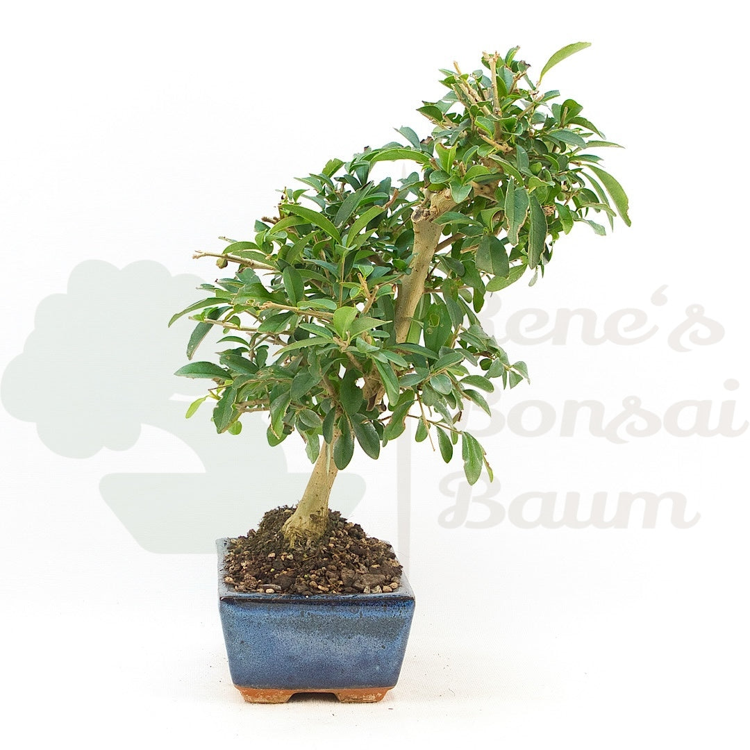 Gewöhnlichen Liguster ‚Ligustrum vulgare‘