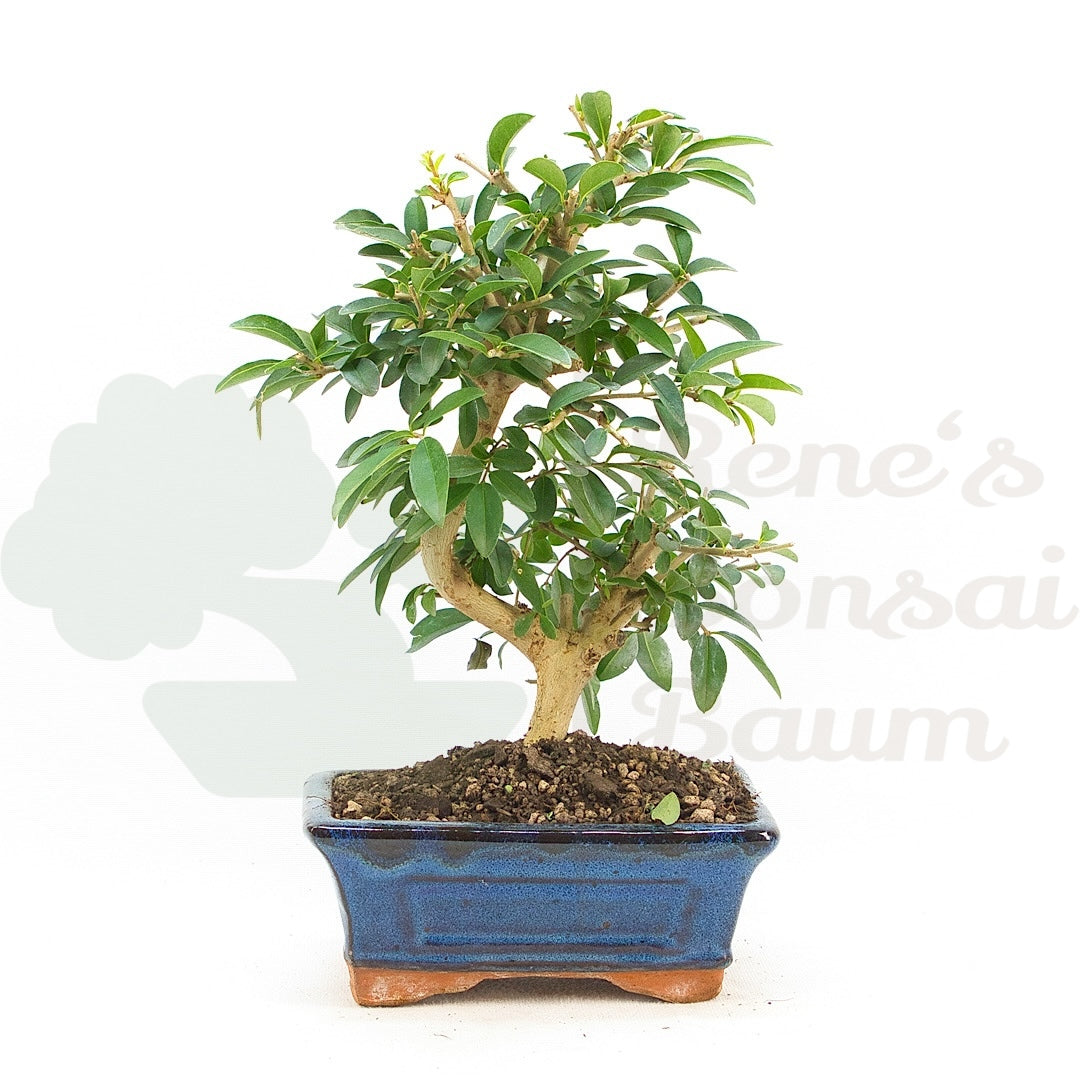 Gewöhnlichen Liguster ‚Ligustrum vulgare‘