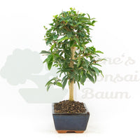 Gewöhnlichen Liguster ‚Ligustrum vulgare‘