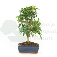 Gewöhnlichen Liguster ‚Ligustrum vulgare‘
