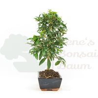 Gewöhnlichen Liguster ‚Ligustrum vulgare‘