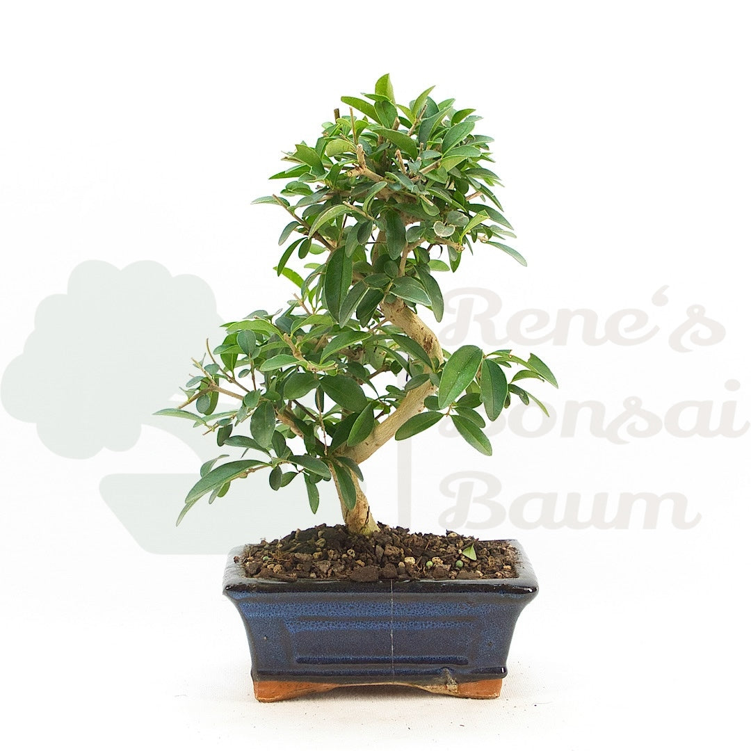 Gewöhnlichen Liguster ‚Ligustrum vulgare‘
