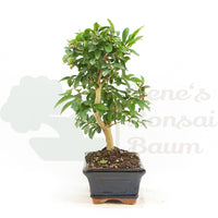 Gewöhnlichen Liguster ‚Ligustrum vulgare‘
